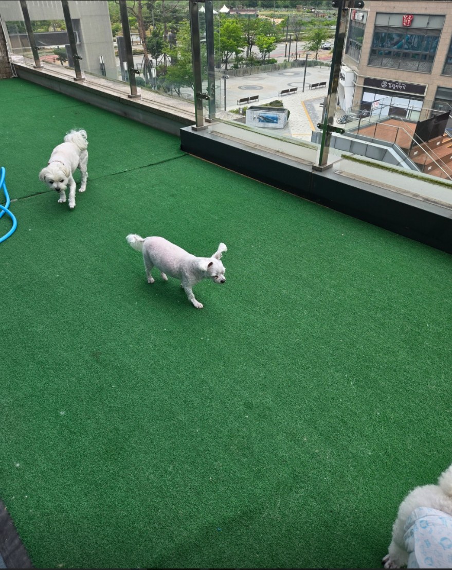 테라스에서 걷는 강아지들